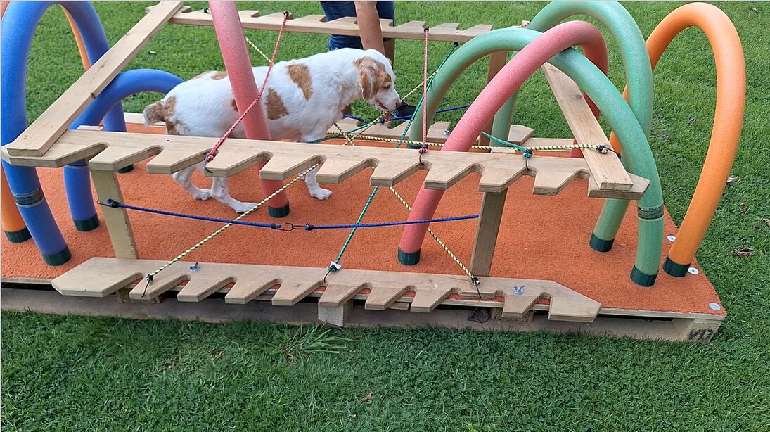 Gruppe bei einem Hunde-Workshop