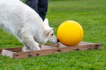 Hund bei Parcours-Übung